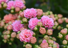 De Don Rosalina Alano Intenste van KP Holland. Een interesse ontwikkeling binnen de Kalachoë is dat deze dubbelkleurig is en daarbij een intens roze kleur heeft. Daarbij heeft hij een erg goede houdbaarheid van zo’n 10 weken.